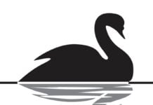 Evento del Cigno nero: di che cosa si tratta e perché si utilizza questa terminologia? Evento del Cigno nero, quale concetto si lega a questa definizione