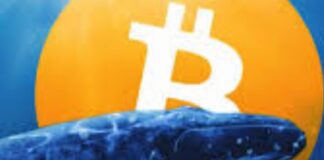 Le balene investono su tre grandi progetti collegati alle criptovalute: quali sono? Balene, che cosa sono e in che modo fanno parte della comunità delle cripto