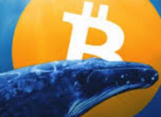 Le balene investono su tre grandi progetti collegati alle criptovalute: quali sono? Balene, che cosa sono e in che modo fanno parte della comunità delle cripto